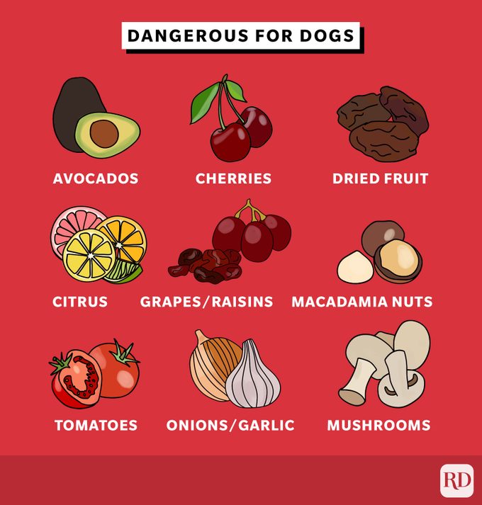 Fruits and vegetables dangerous for dogs to eat