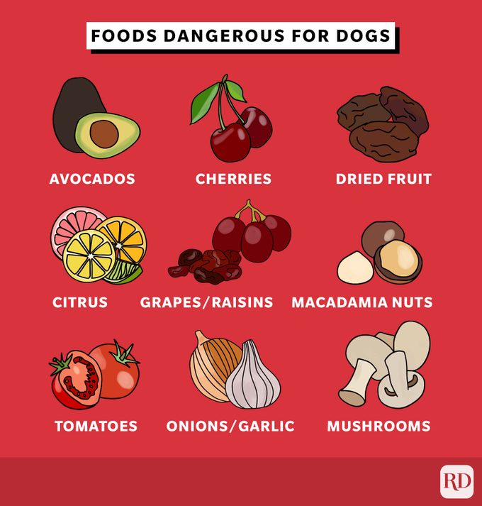 What Fruits And Vegetables Can Dogs Eat? | Food Safety For Pets