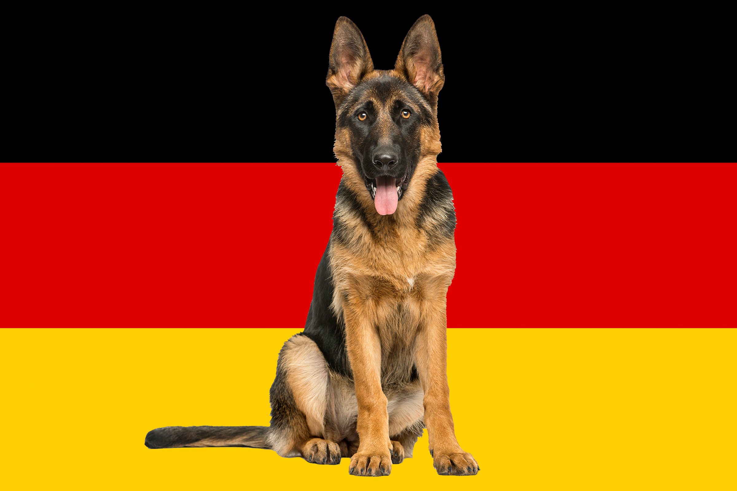 13 German Dog Breeds — German Hunting Dogs | Reader's Digest