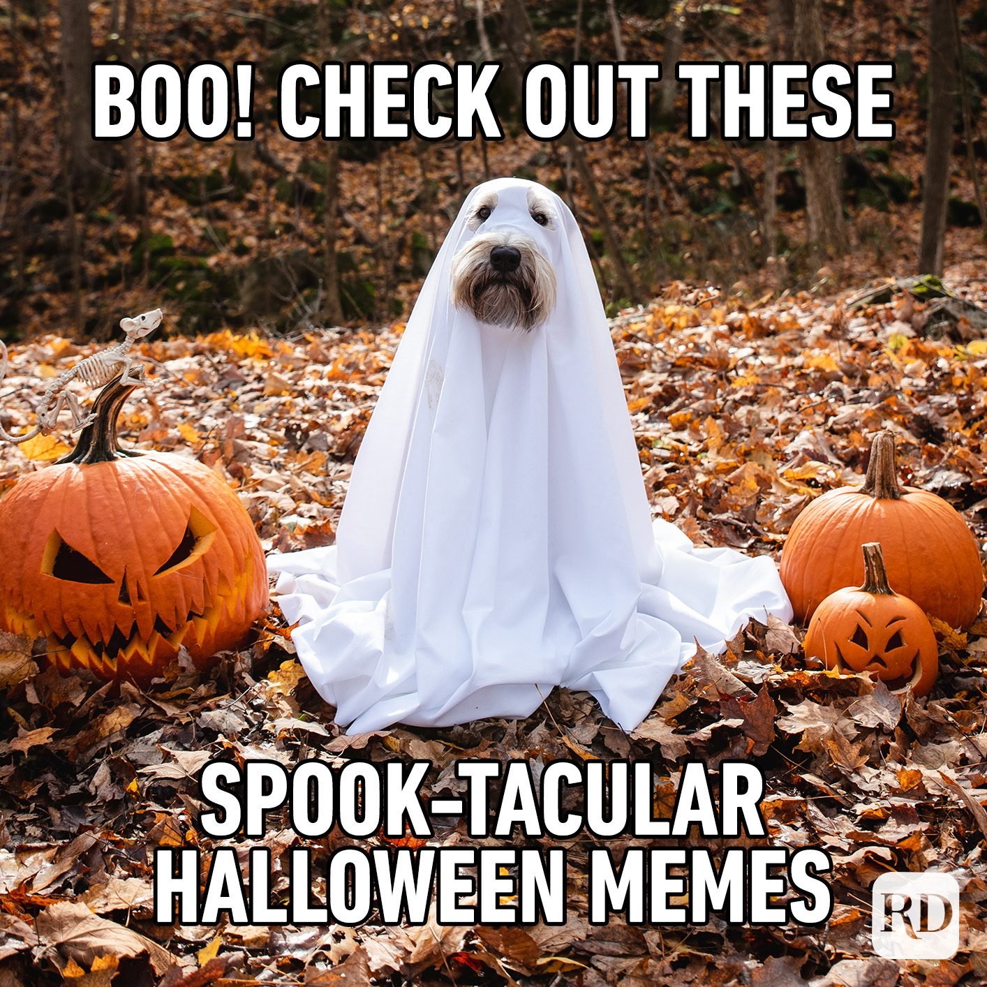 Halloween memes funny