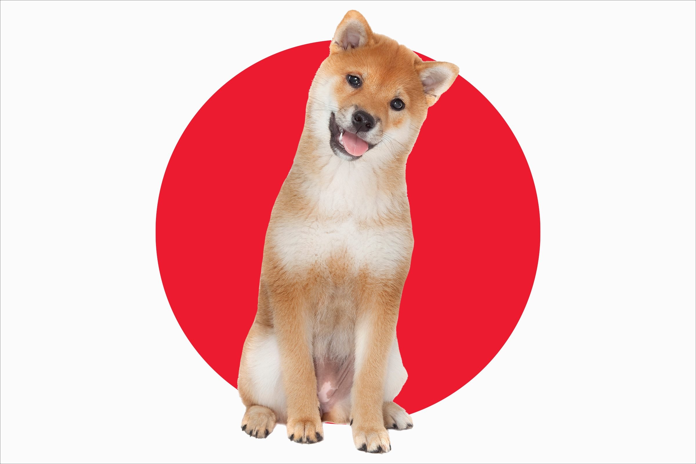 Una guía de 8 razas de perros japoneses