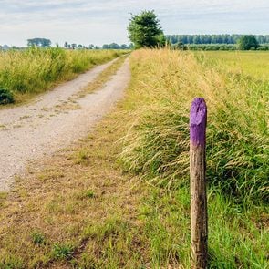 Sandy Road Between The Fields In Springtime with a single fence post painted purple at the top