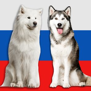 samoyed and siberian husky on russian flag background