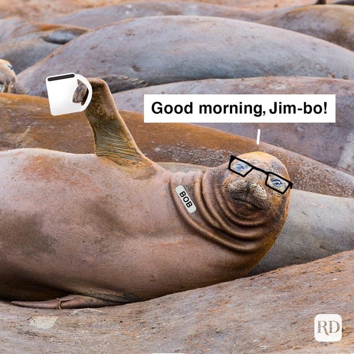 Seal Waving Good Morning meme