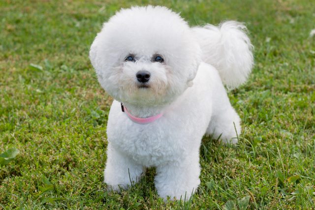 Cute bichon frise is looking at the camera.