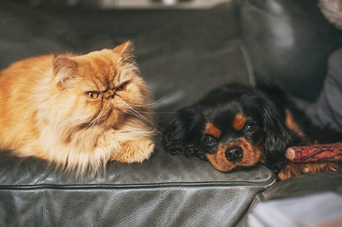 Persian Cat Sitting Next To Cavalier King Charles Spaniel Dog