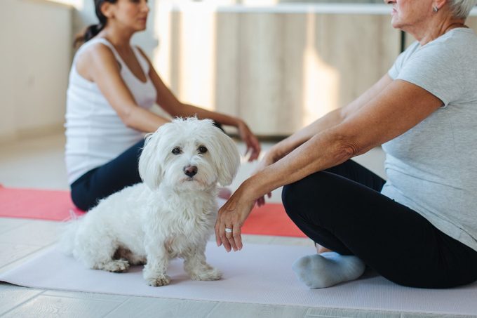 Maltese dog sitting with senior owner while doing yoga