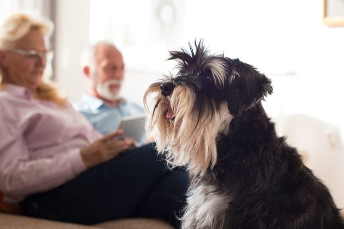 Senior couple with miniature schnauzer on couch
