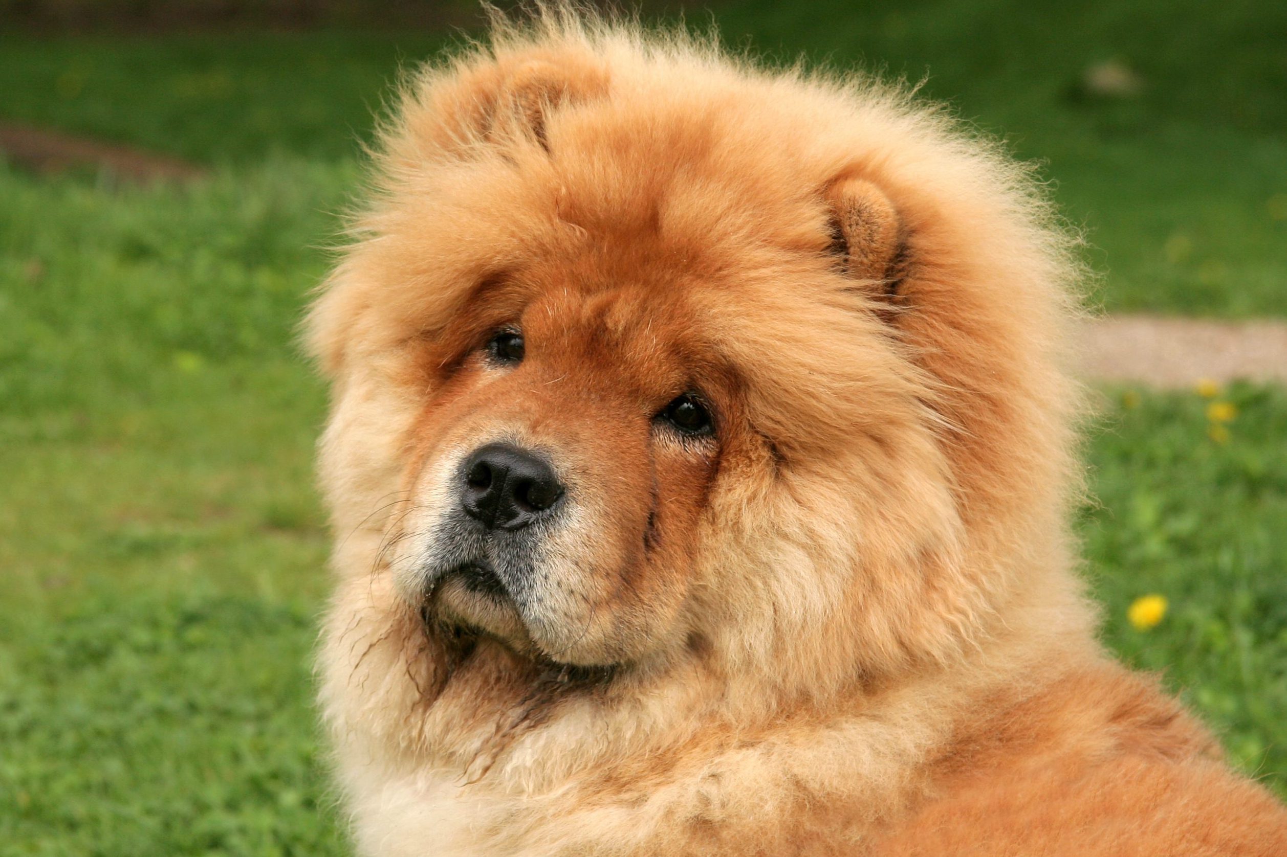 Cute chow-chow puppy sitting on grass
