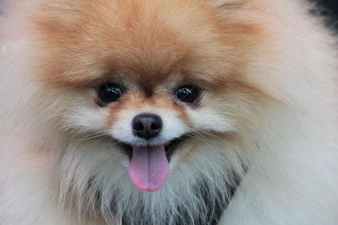 Primer plano de feliz perro Pomerania sacando la lengua