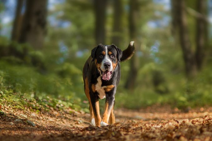 greater swiss mountain dog walking in the woods