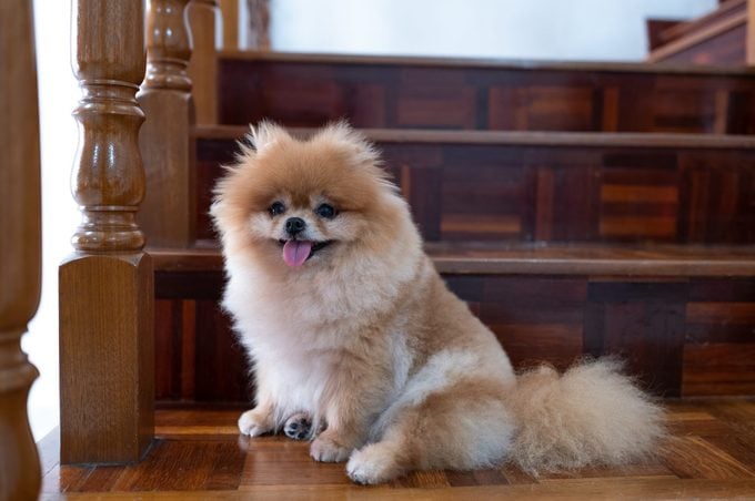 Pomeranian sitting on stairs in house