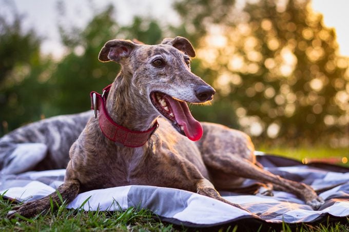 greyhound dog sitting on a picnic blanket in the park