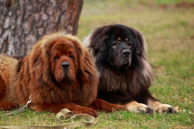 Two Tibetan Mastiff dogs sitting outside