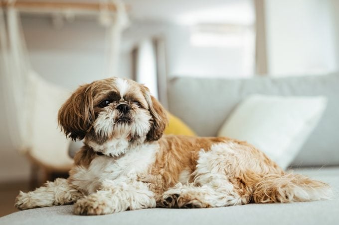 Shih tzu dog relaxing on the sofa at home