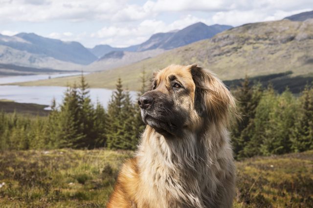 Leonberger dog posing in front of a beautiful mountain view
