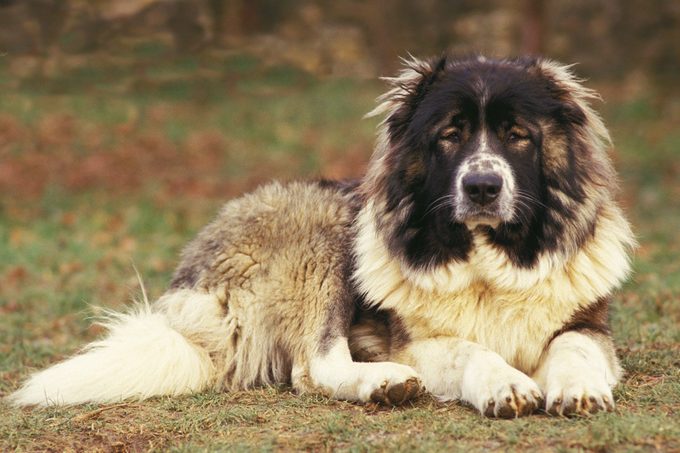 caucasian shepherd dog sitting outside
