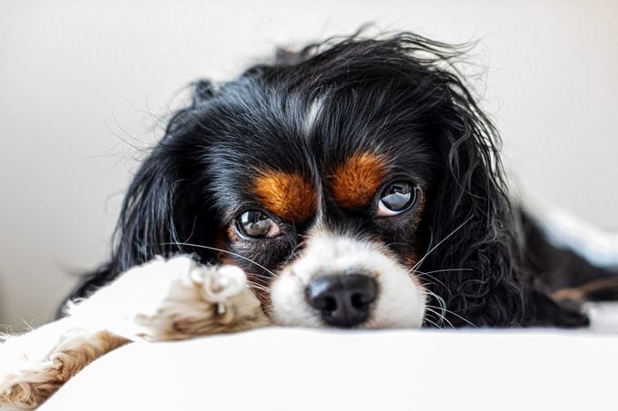 Close-up portrait of cavlier king charles spaniel