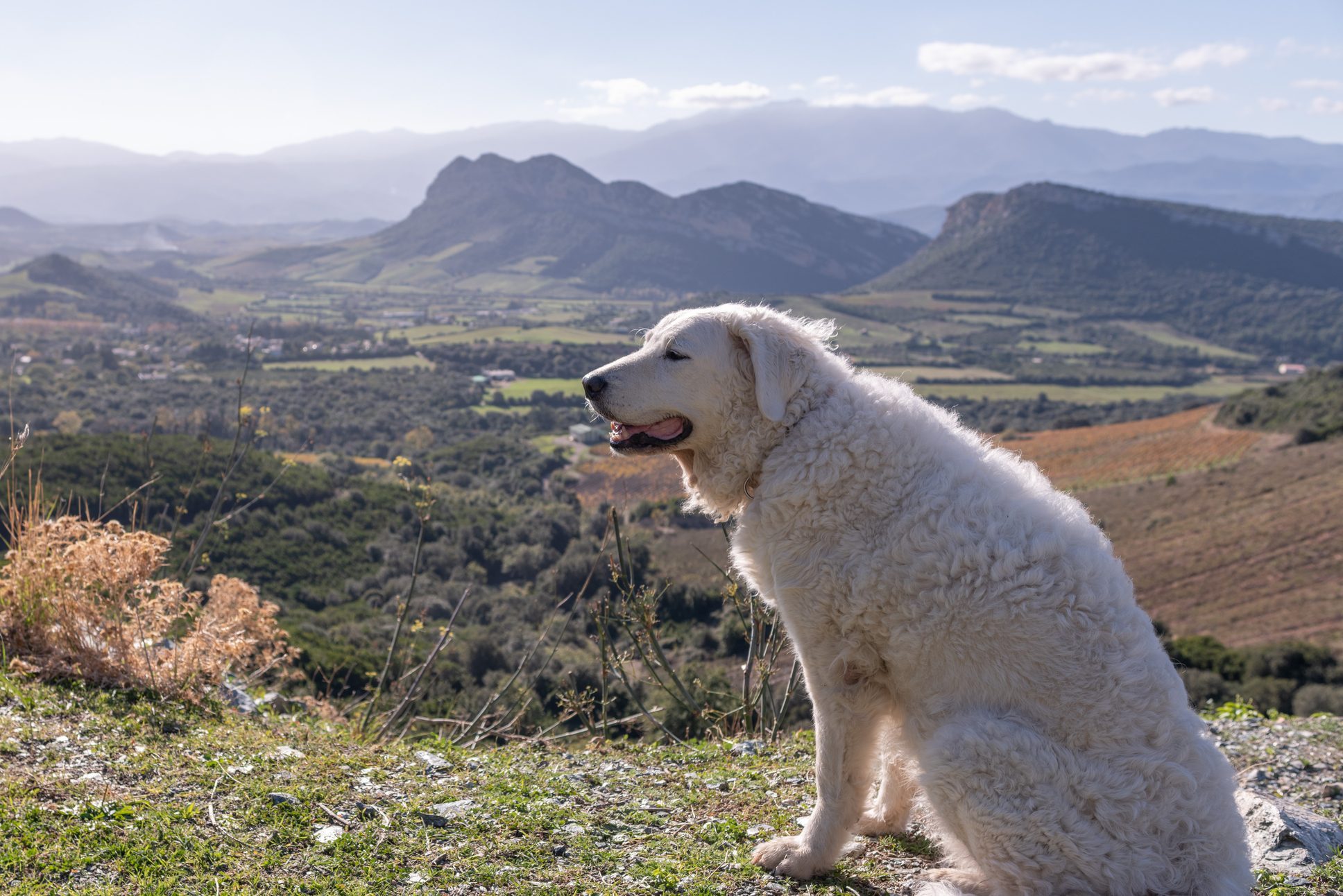 Kuvasz dog sitting in the sun overlooking the mountains