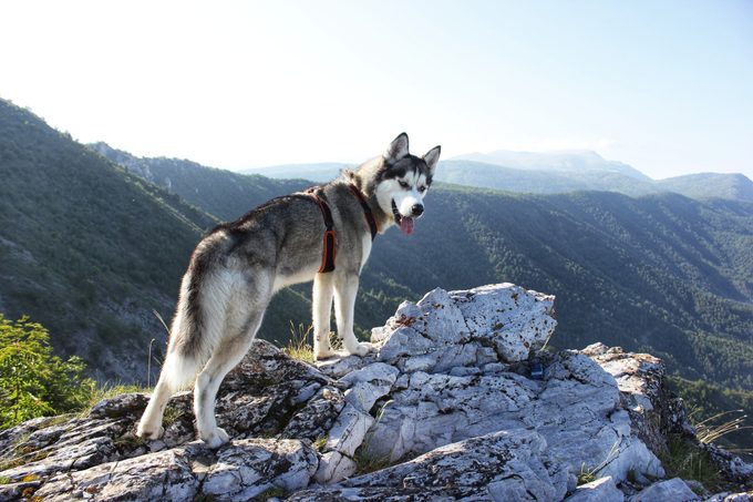 siberian husky standing on rock overlooking mountains