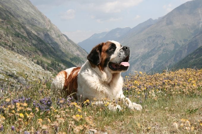 A saint bernard dog sitting on a meadow in the mountains