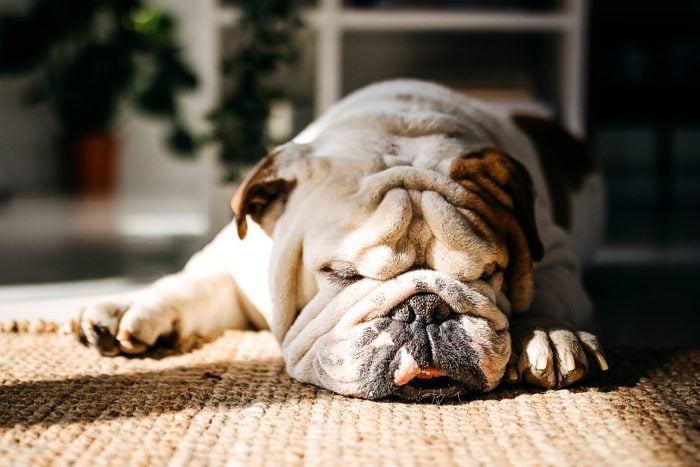 Bulldog sleeping at home