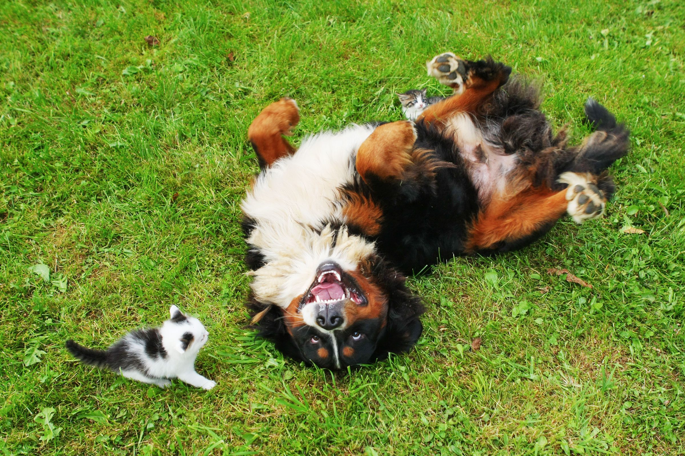 Bernese mountain dog and cat friend
