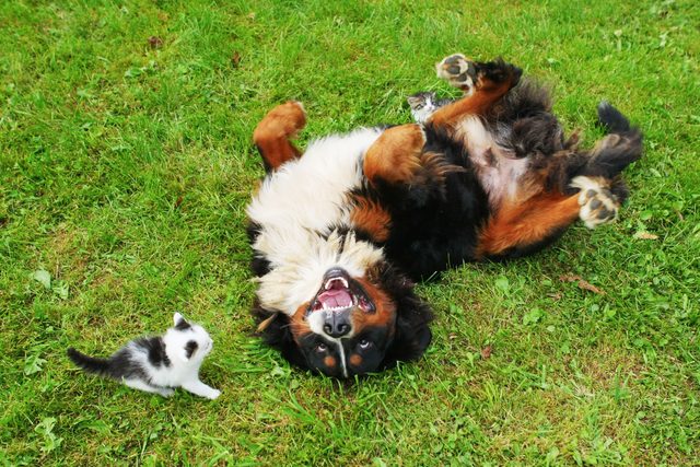Bernese mountain dog and cat friend
