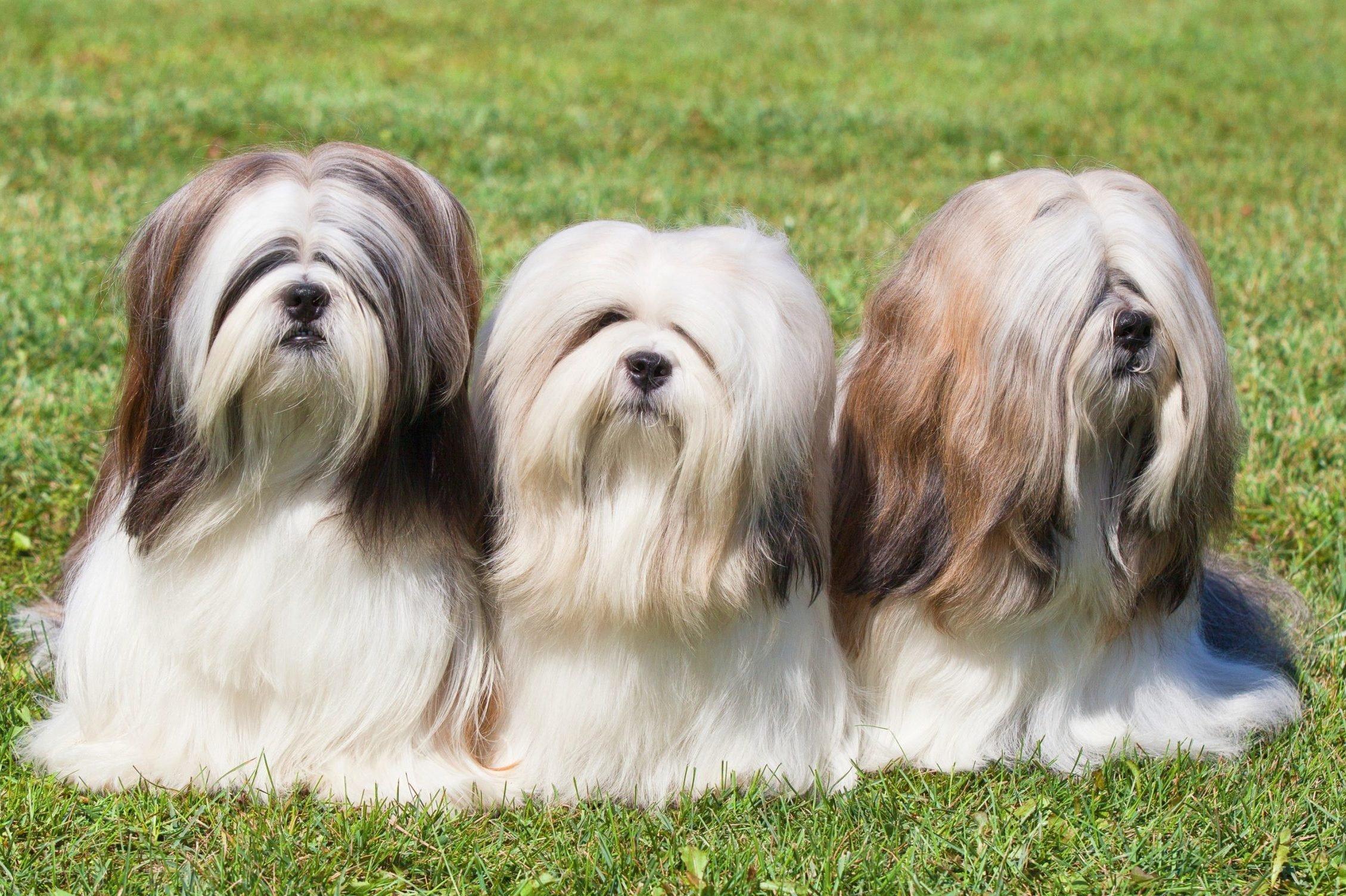 Portrait of three purebred Lhasa Apso dogs on green grass