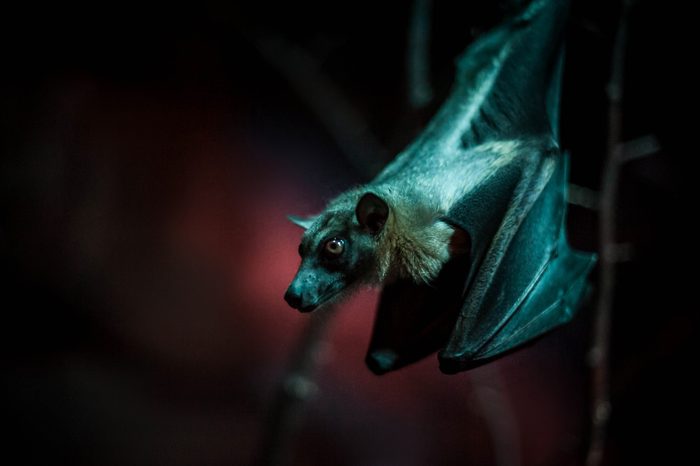vampire Bat