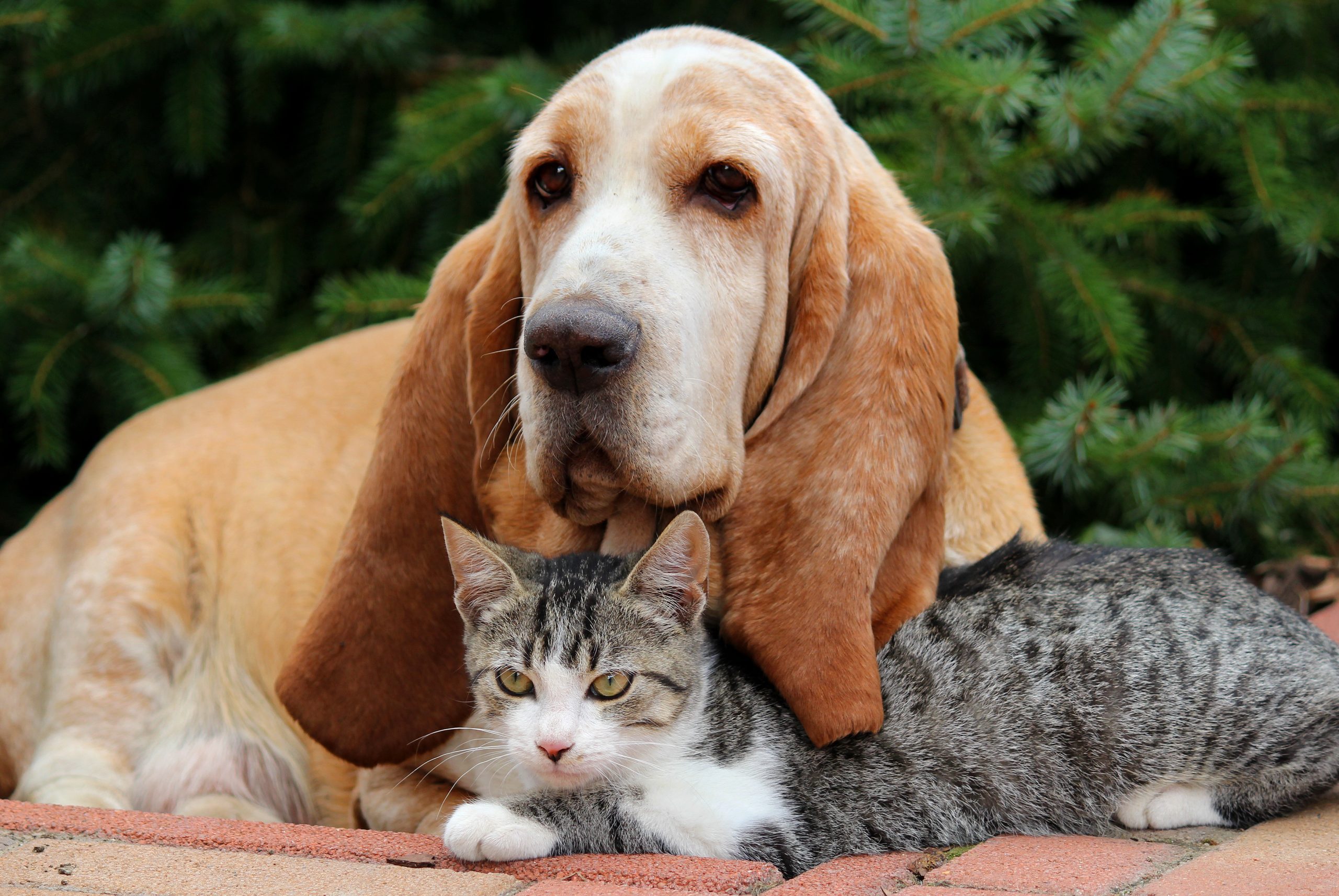 what breed of dog can live with cats