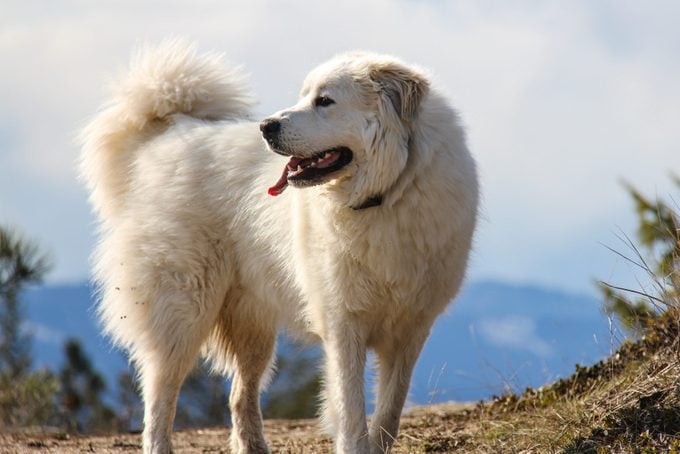 Great Pyrenees mountain dog in the mountains