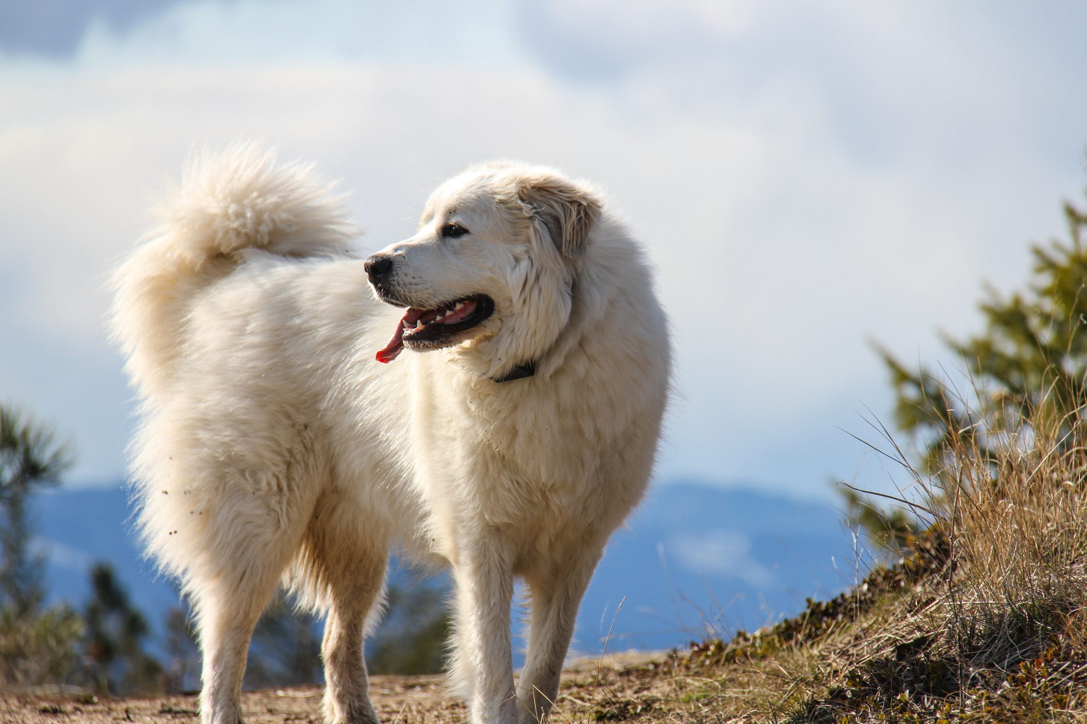 Great Pyrenees mountain dog in the mountains