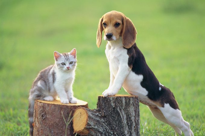 Beagle and Cat