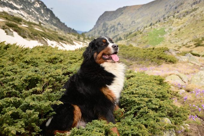 Bernese Mountain Dog standing gracefully near some flowers