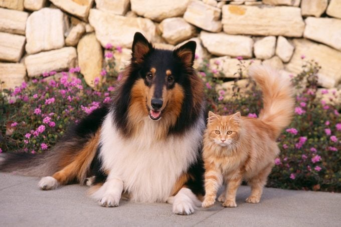 Collie And Yellow Cat On Sidewalk