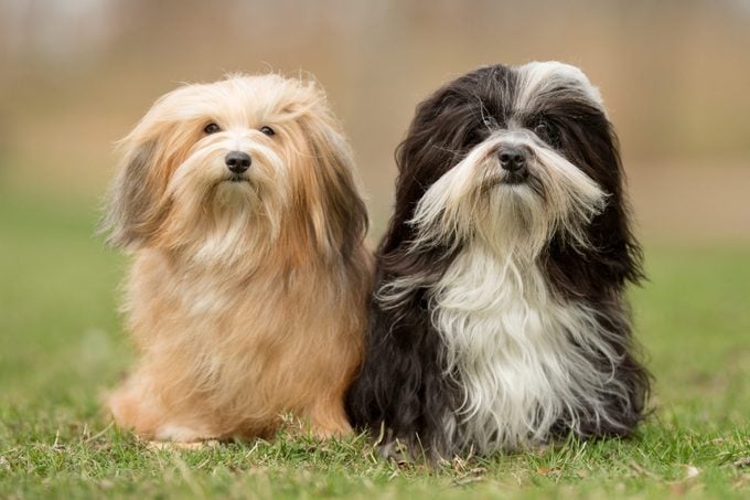 two havanese dogs standing in the grass outside