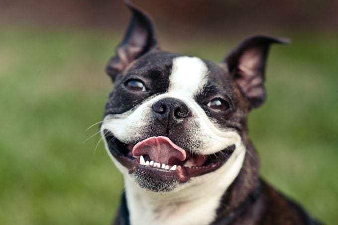 A cute Boston Terrier smiles with his tongue sticking out.