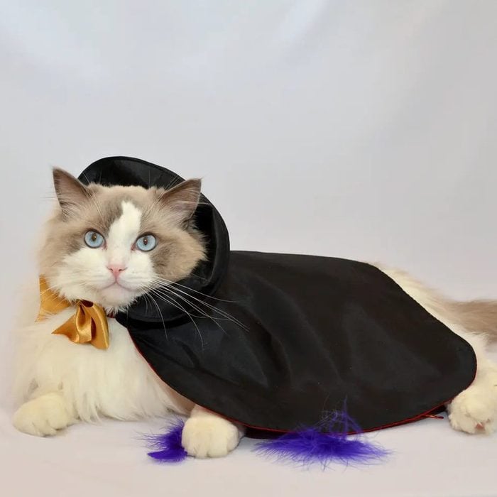35 Best Cat Costumes To Get In 2022: Cat Halloween Costumes
