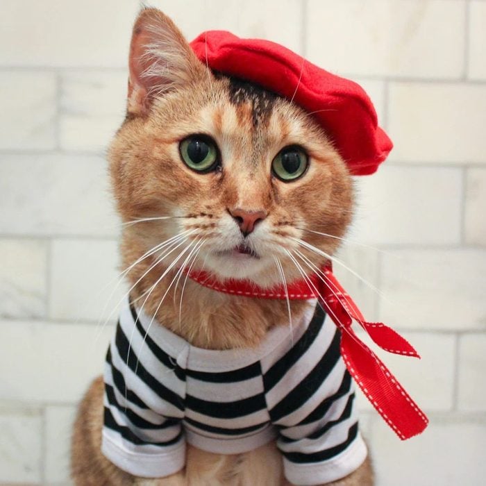 Complete French Cat Outfit Beret Ecomm Via Etsy.com