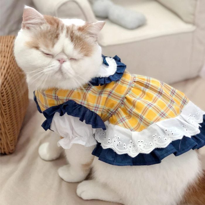 French Maid Cat Costume Ecomm Via Etsy.com