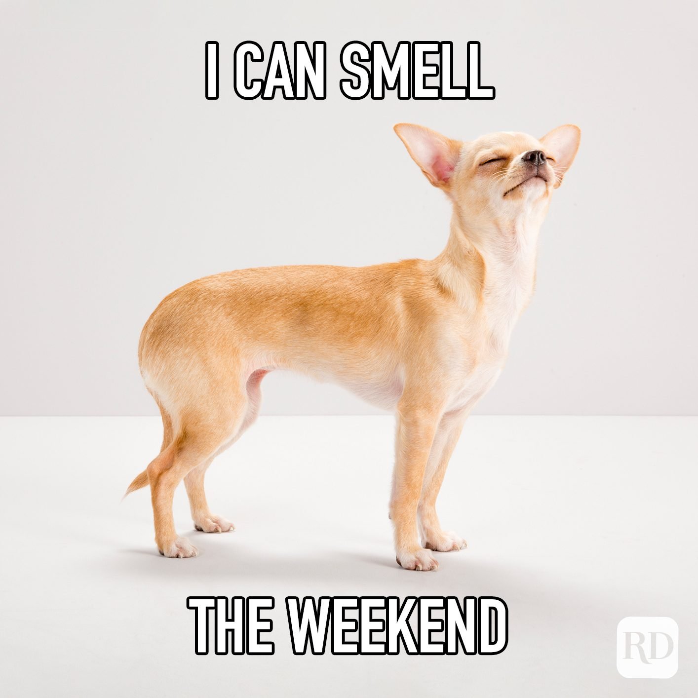 i-can-smell-the-weekend-copy.jpg?fit=335