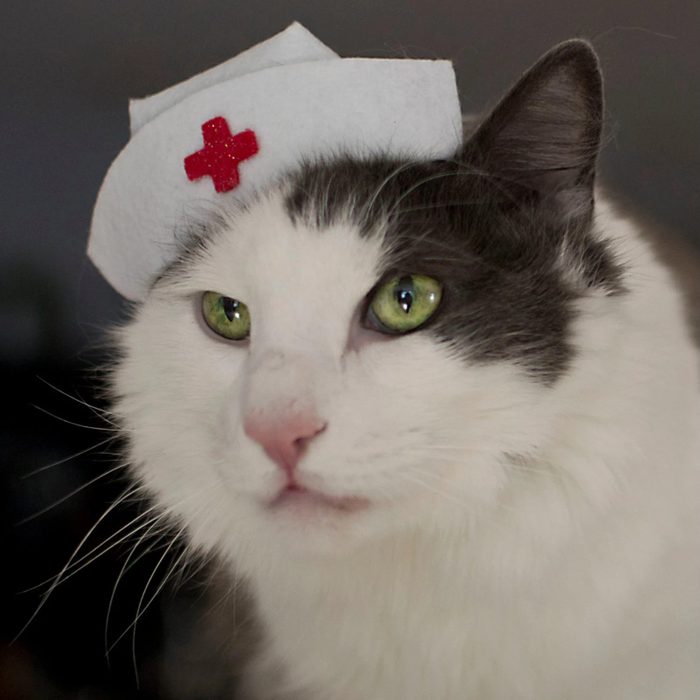 Nurse Kitty Cat Hat Ecomm Via Etsy.com