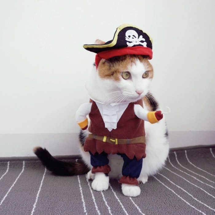 Pet Cat Pirate Costume Ecomm Via Etsy.com