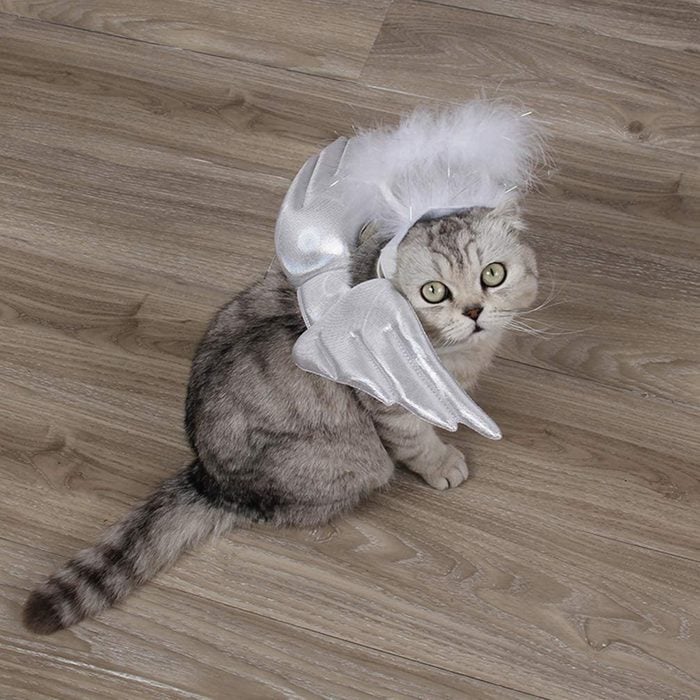 Popetpop Pet Cat Angel Costume Ecomm Via Amazon.com
