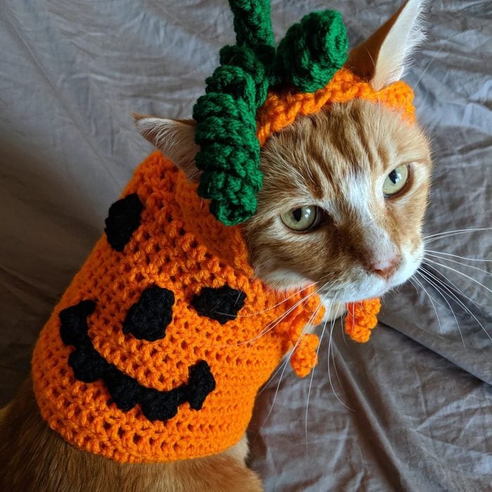 Pumpkin Cat Costume Wear Ecomm Via Etsy.com