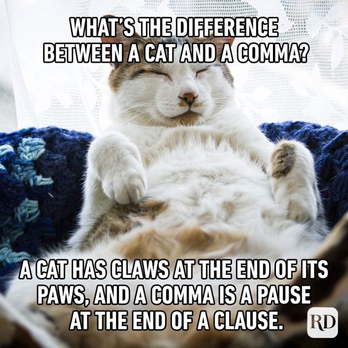 What's The Difference Between A Cat And A Comma? A Cat Has Claws At The End Of Its Paws, And A Comma Is A Pause At The End Of A Clause