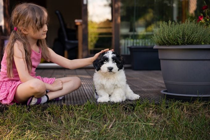 young girl petting her havanese dog in backyard