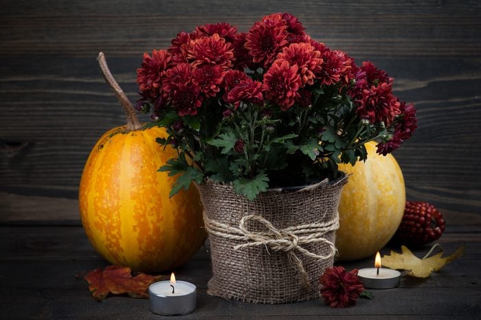 pot of red mums with burlap accent decor
