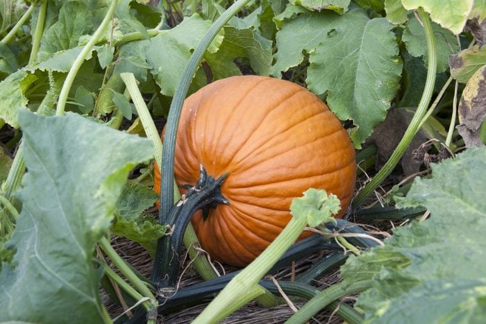 Pumpkin growing in pumpkin patch